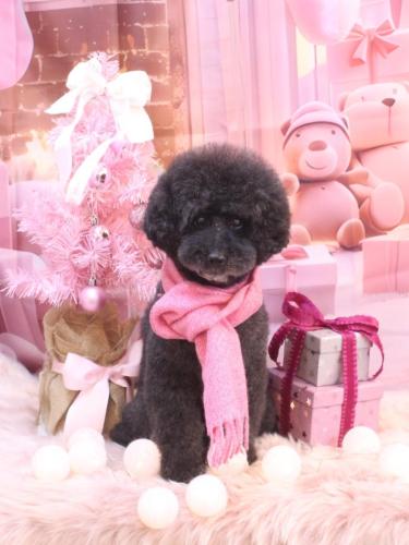 20241214ラブくん